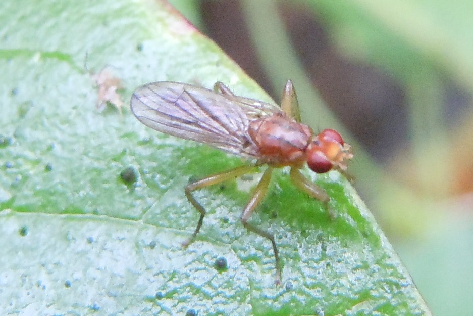 Scathophagidae ?  S  (cfr. Norellia spinipes)